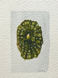 Original watercolor painting of a blue cone shell on paper in a gold mini frame