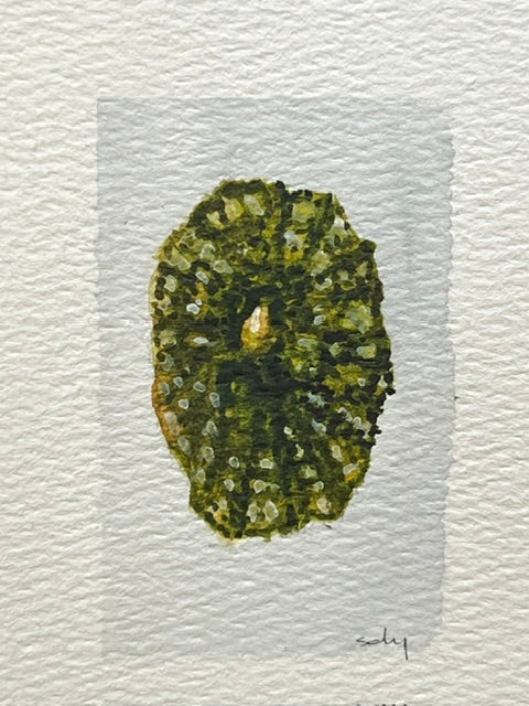 Original watercolor painting of a blue cone shell on paper in a gold mini frame
