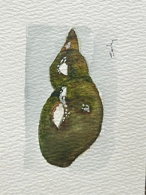 Original watercolor painting of a crimson sea urchin shell on paper in a gold mini frame
