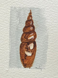 Original watercolor painting of a slim spiral shell on paper in a gold mini frame