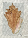 Original watercolor painting of a round spiral shell on paper in a gold mini frame