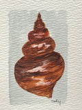 Original watercolor painting of a spiky cone shell on paper in a gold mini frame