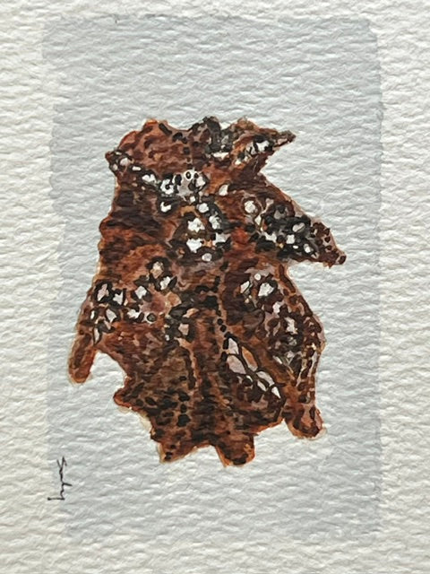 Original watercolor painting of a dark barnacled oyster shell on paper in a gold mini frame