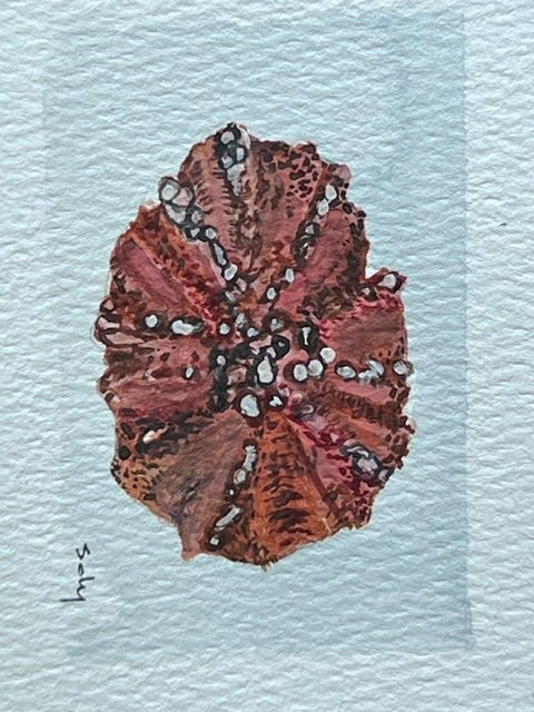 Original watercolor painting of a green chiton shell on paper in a gold mini frame