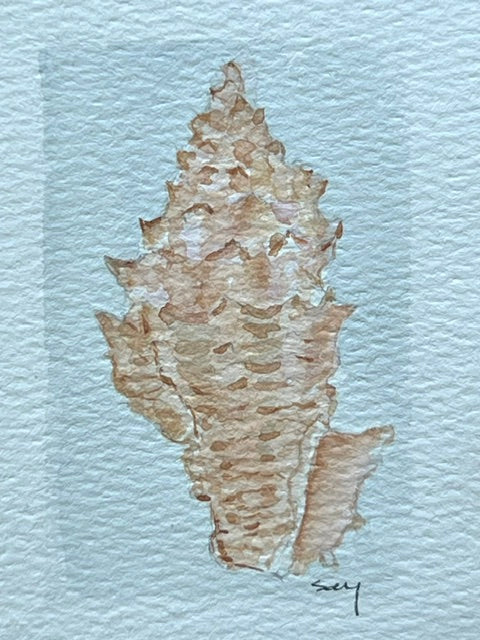 Original watercolor painting of a sandy volute shell on paper in a gold mini frame