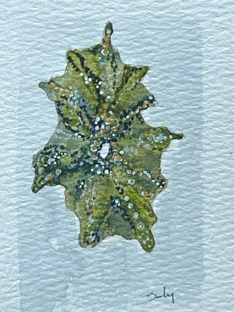Original watercolor painting of a green barnacled shell on paper in a gold mini frame