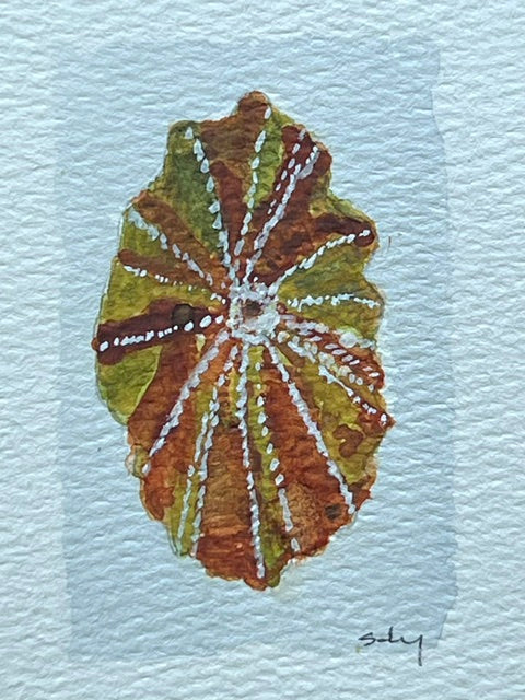 Original watercolor painting of a mossy turban shell on paper in a gold mini frame
